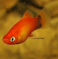 Xiphophorus maculatus