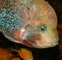 Vieja synspila