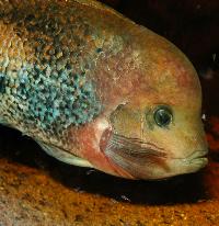 Vieja synspila