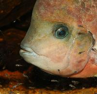 Vieja synspila
