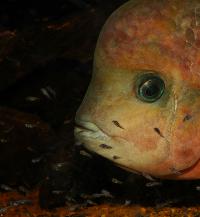 Vieja synspila