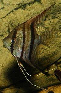 Pterophyllum scalare, (Peru Altum)