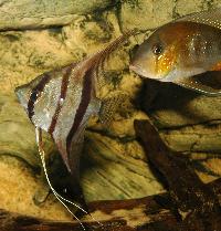Pterophyllum scalare, (Peru Altum) + Acarichthys heckelli