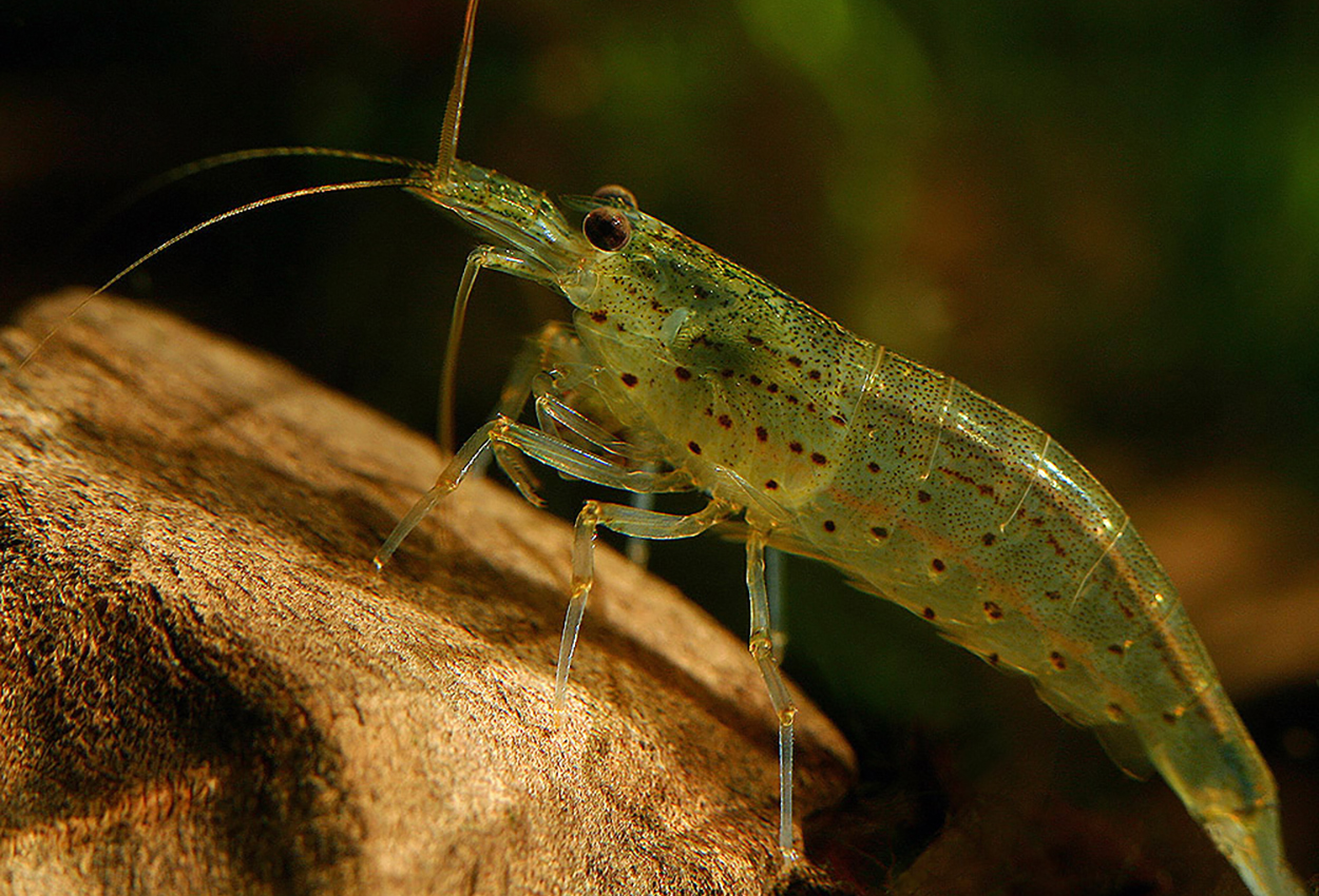 Amano reke