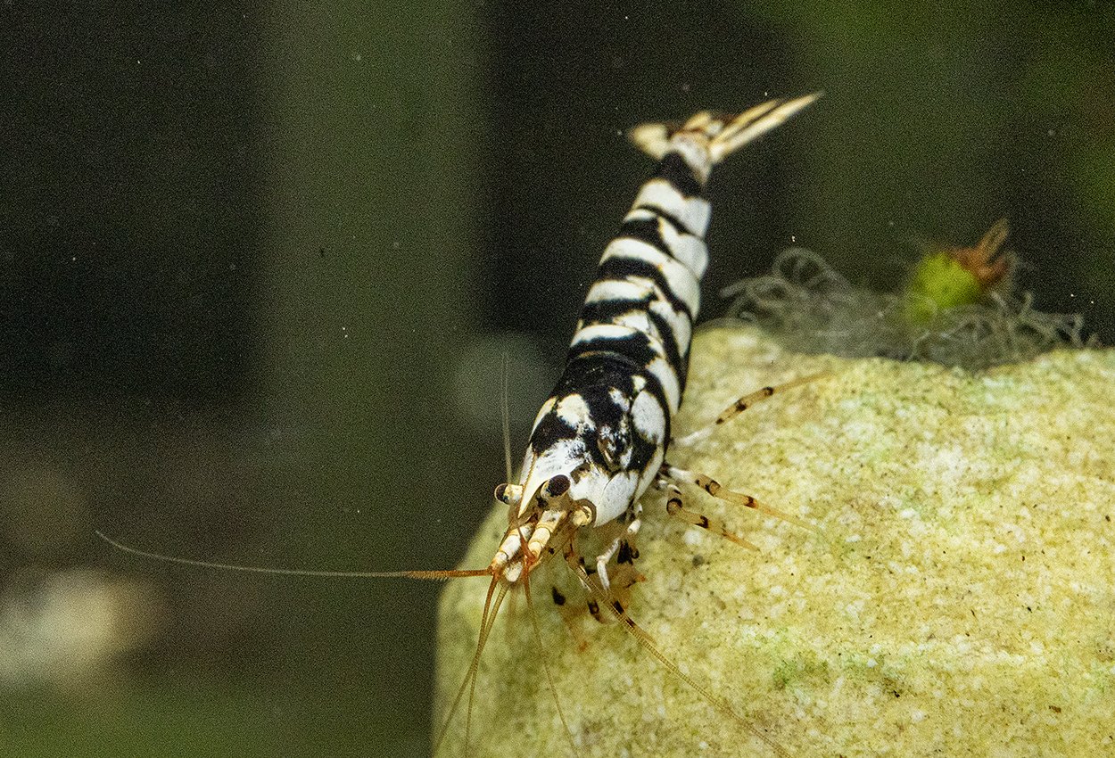 Svart fancy tiger reker