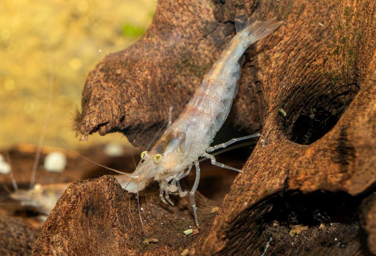 Australske Amano reke