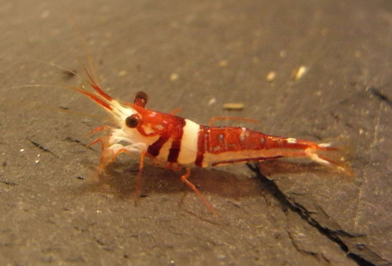 Harlekin reke