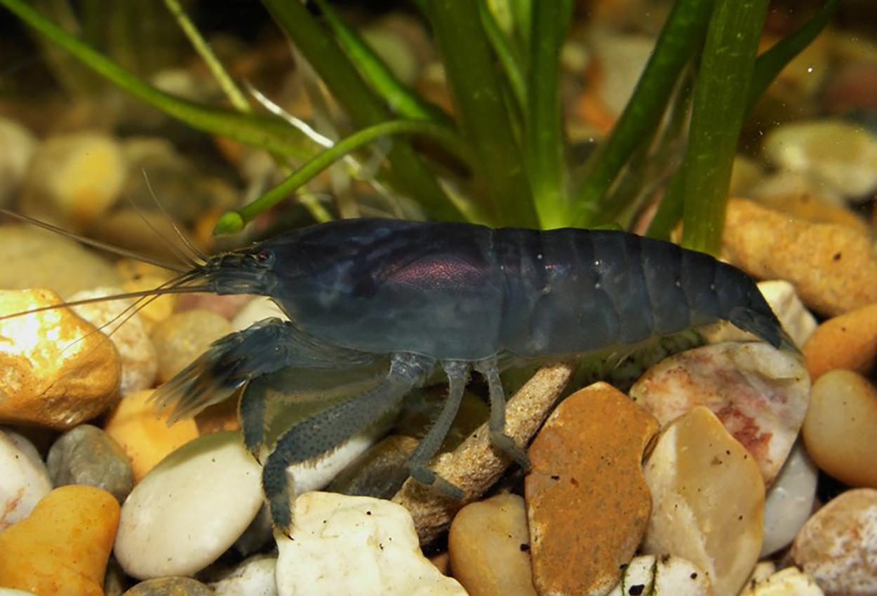 Gabonreke
