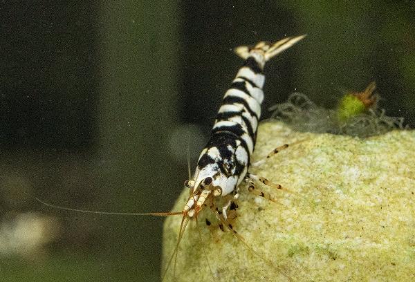 Svart fancy tiger reker
