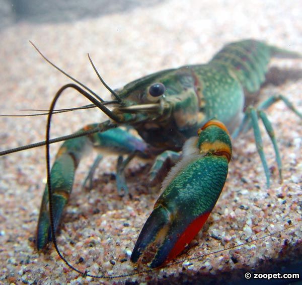 Astacus fluviatilis