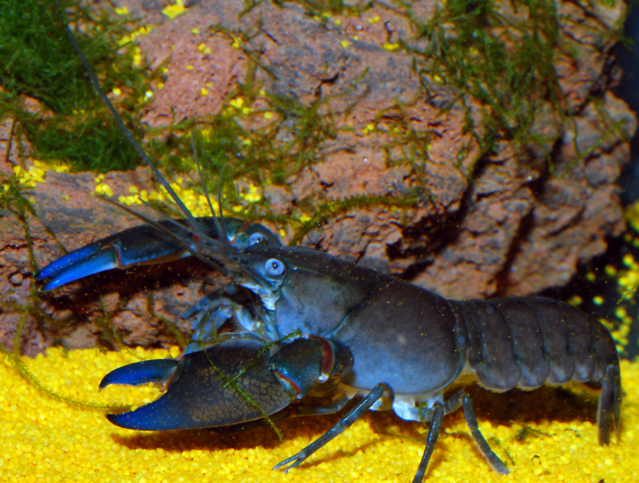 Cherax destructor