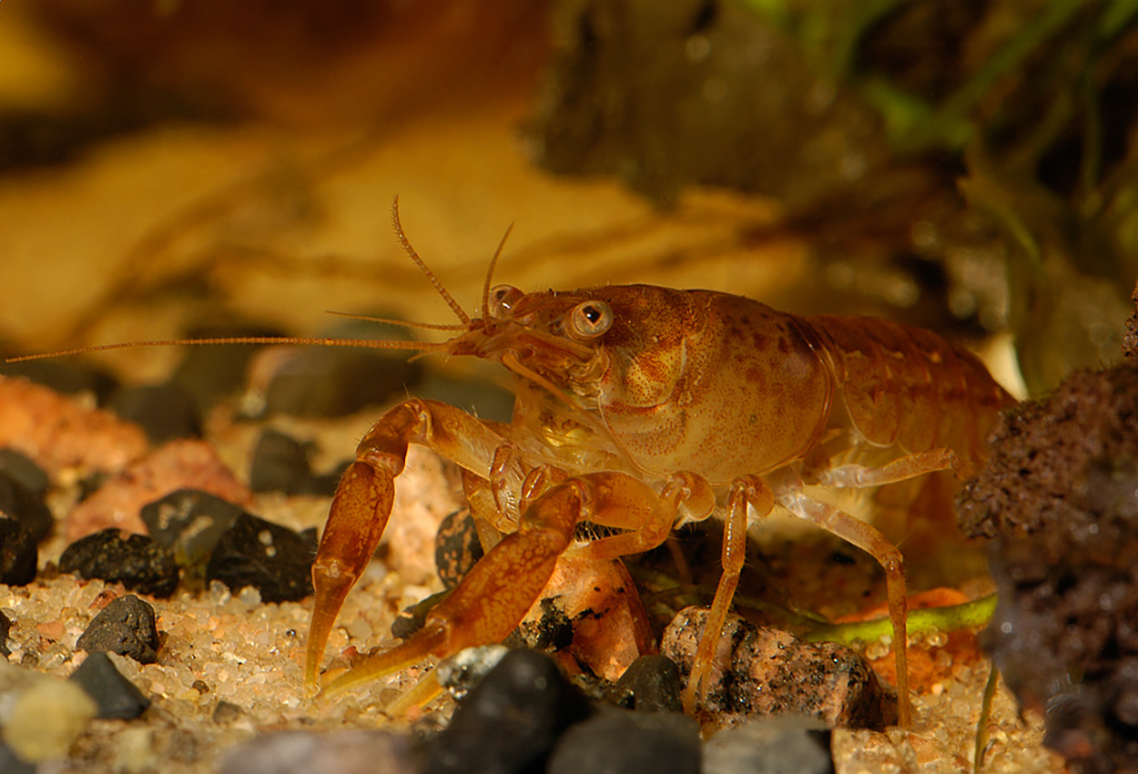 Cambarellus patzuarensis