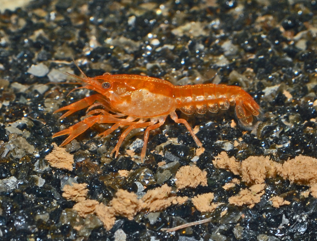 Cambarellus patzuarensis var. orange