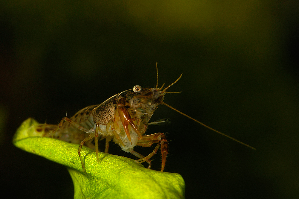 Cambarellus paztcuarensis