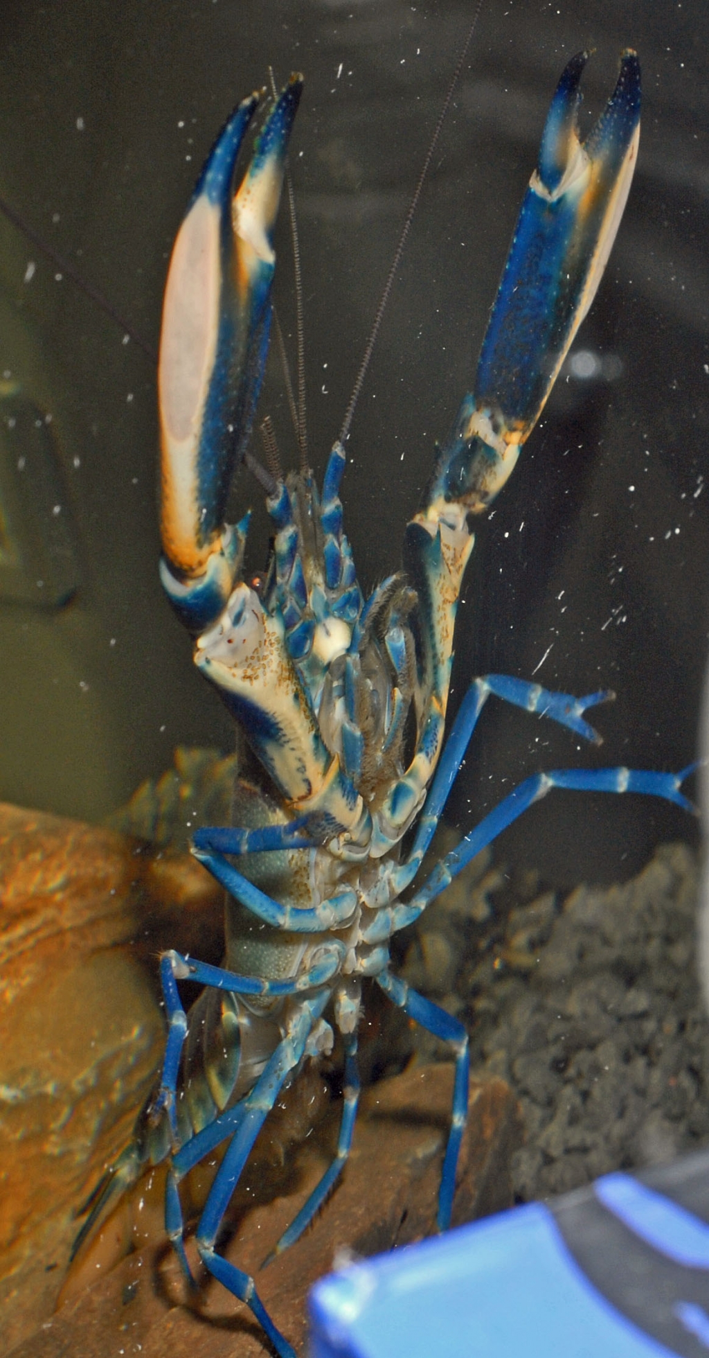 Cherax sp. 'blue moon'
