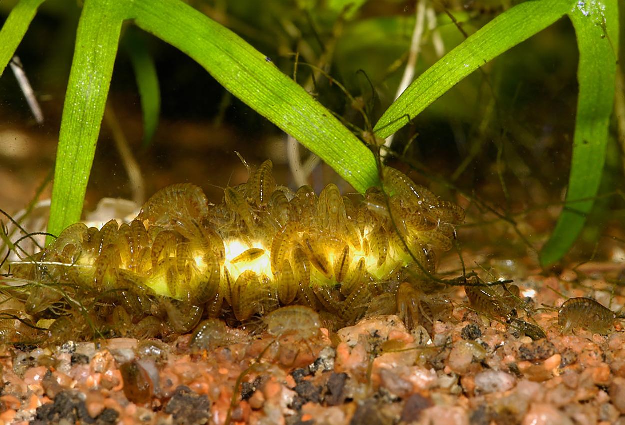 Hyazella azteca