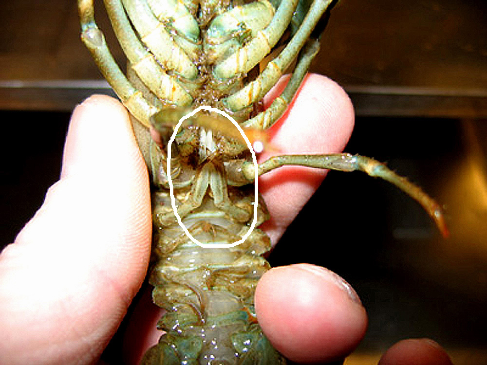 Pacifastacus leniusculus