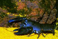 Cherax destructor