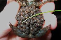 Astacus astacus