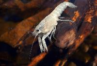 Cherax destructor, white ghost