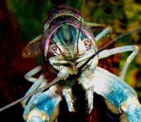 Astacus fluviatilis