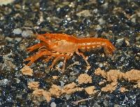Cambarellus patzuarensis var. orange