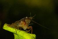 Cambarellus paztcuarensis