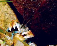 Cherax sp.