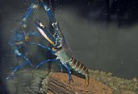 Cherax sp. 'blue moon'