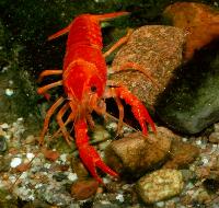 Procambarus clarkii