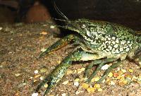 Procambarus sp. 'marmorkräfta'