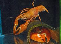 Pacifastacus leniusculus