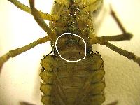 Pacifastacus leniusculus