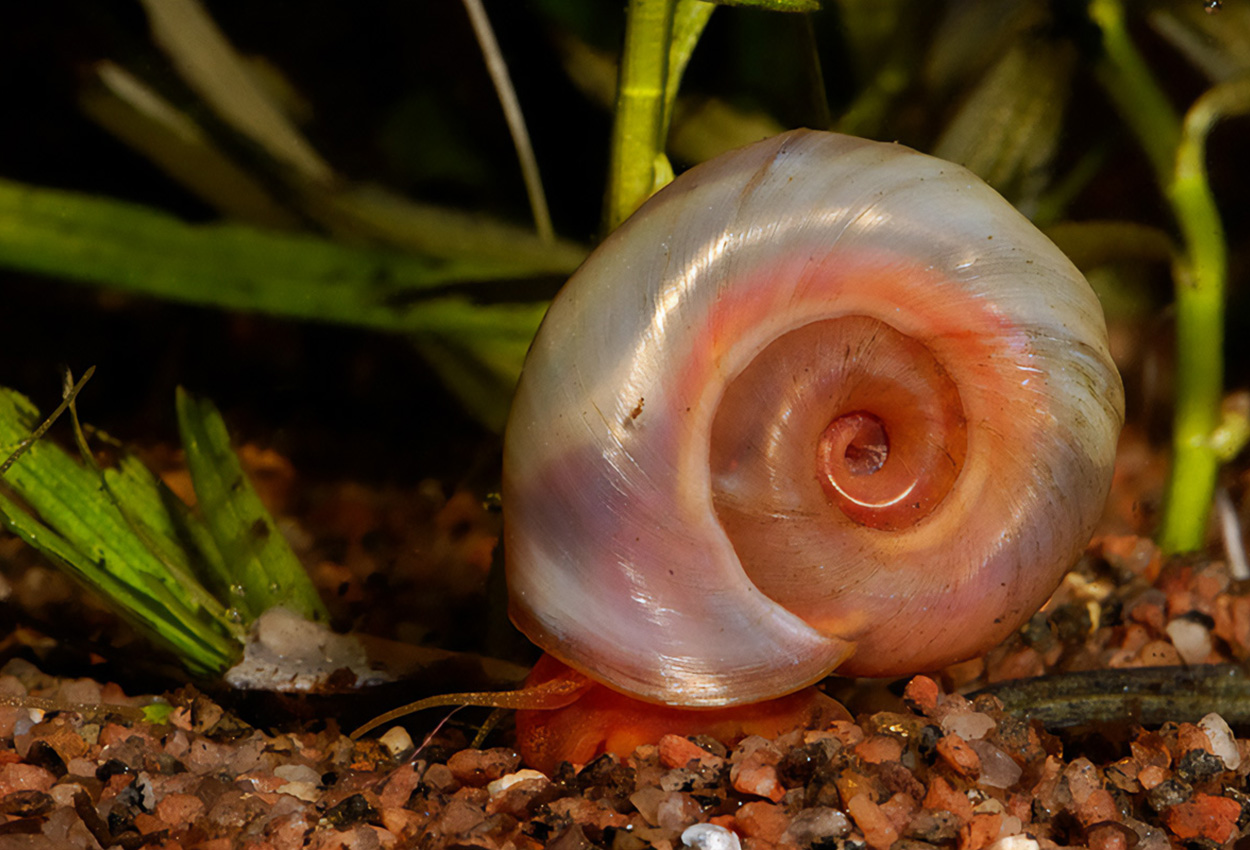 Stolpehorn snegle